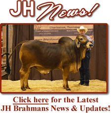 Click here for the latest JH Brahmans News and Updates!